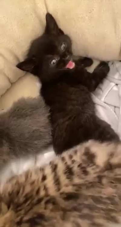 New foster bat SCREAM