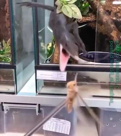 Хоба!