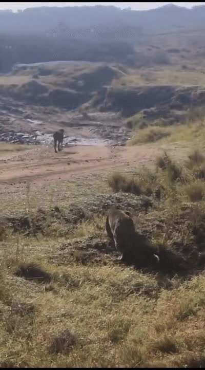 Nora, the Maasai Mara's oldest and most famous cheetah, ambushed by leopardess