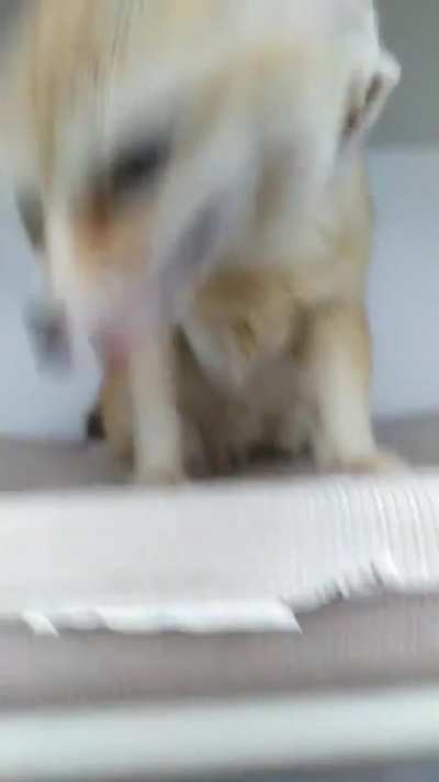 Pet me NOW!!!!!!