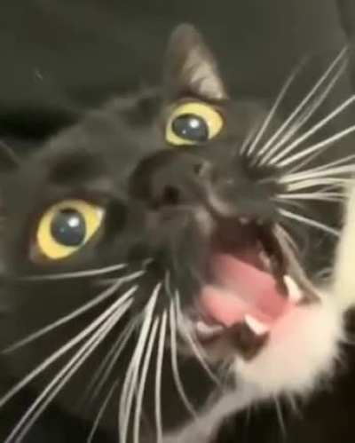 Quite A Long Meow
