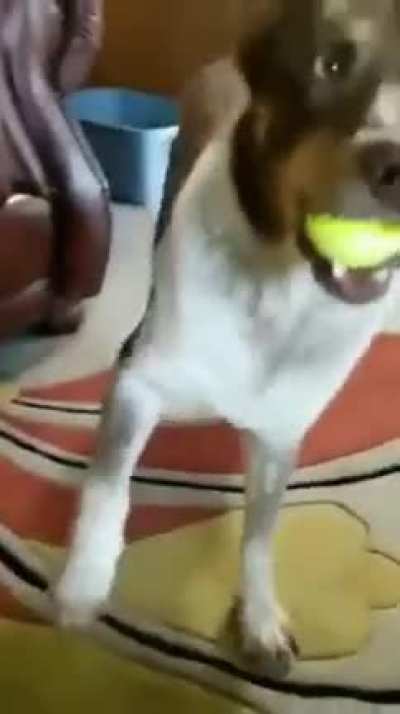 Is it time to play 'Throw Ball' yet? How about now? Now? Ready now? OK now?
