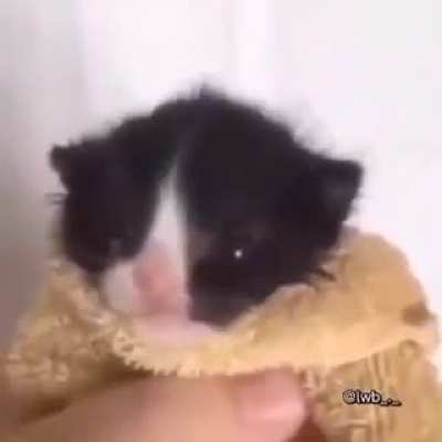 🐱