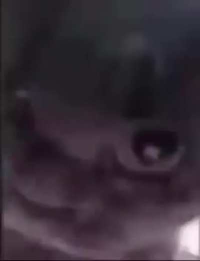 ele viu tudo.