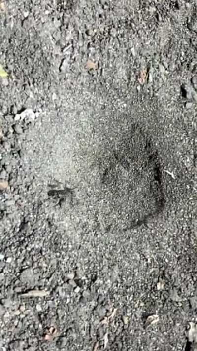 Antlion trapping an ant in its pit