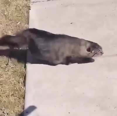 too..much…wind