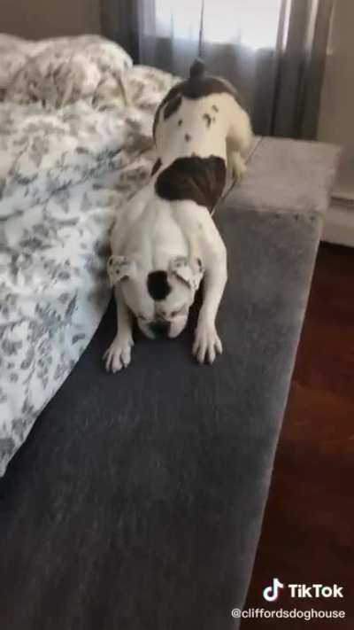 How Tater gets out of bed every morning