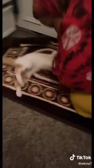 Cat won’t let it’s owner pray