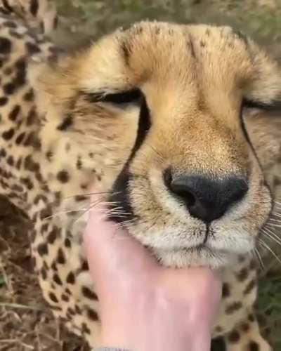 Mrrr