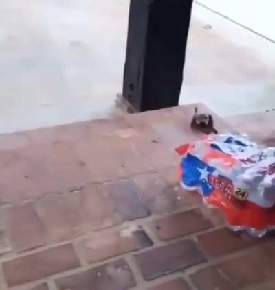 Smol Dachshund vs. Stairs