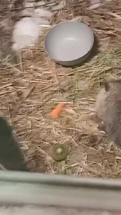 Enjoying his kiwi treat 😋