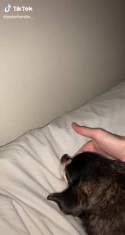 tiktok delivering the goods once again