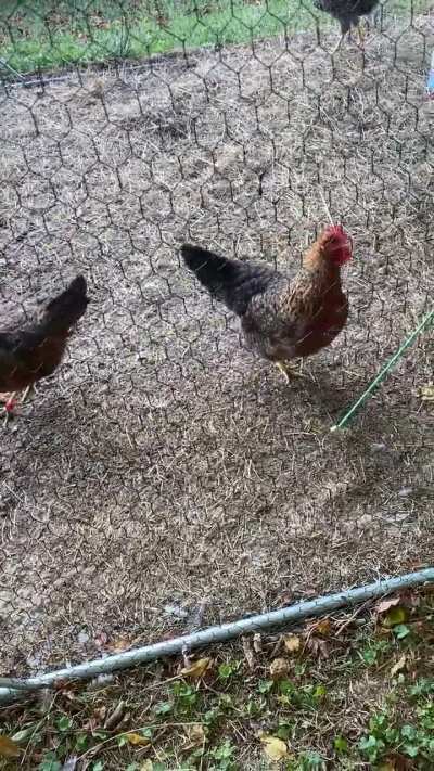 are these happy chicken noises or are they angry chicken noises?