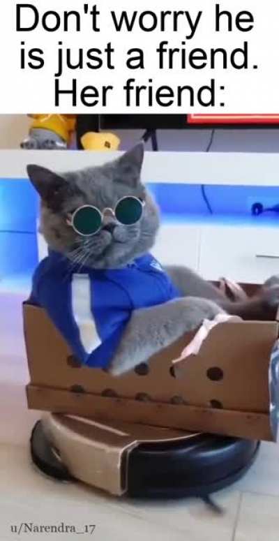 Кота мажора в ленту