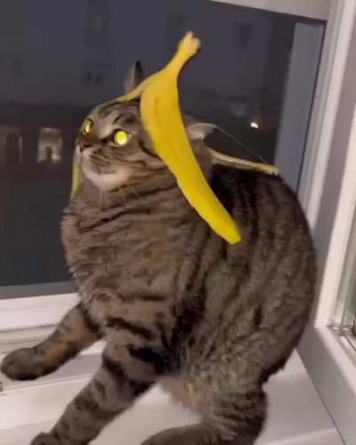 Cursed by a banana?