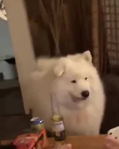 woof_irl