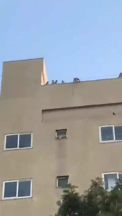 Monkeys doing what they do Best- Monkeing around.