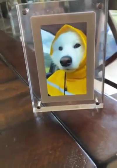 Good boy approved.
