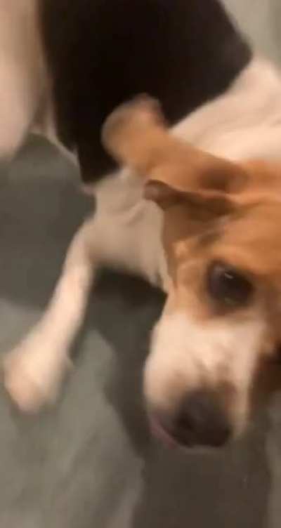 Went to my friends house and and got greeted by this screaming Doggo!