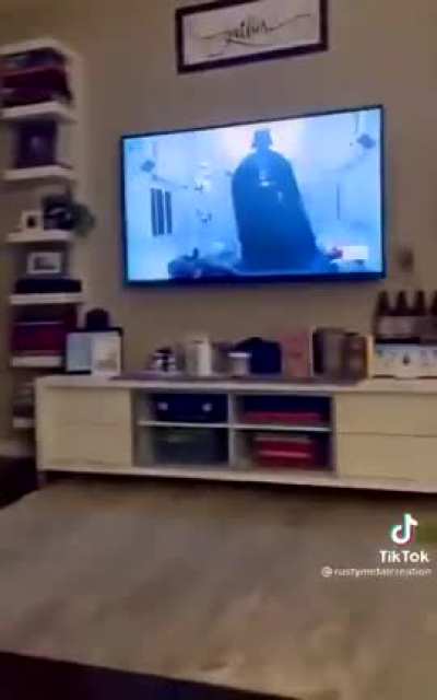 A good boi sees Darth Vader for the first time.