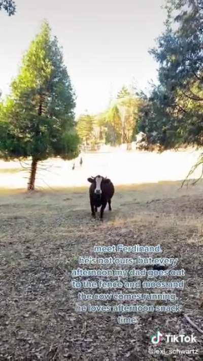 Ferdinand