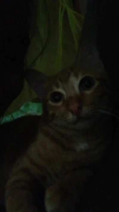 Hey say meow