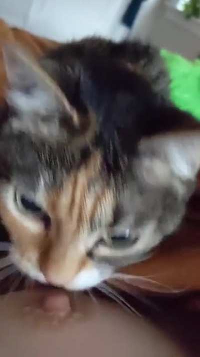 Idk if this is allowed but definitely includes cat taps lmao