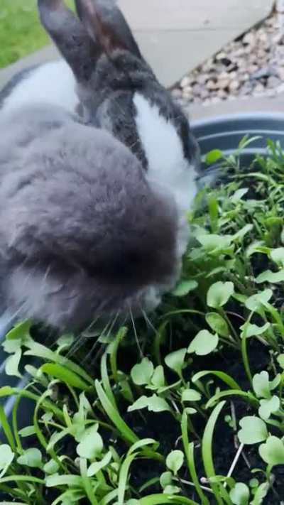 Garden inspectors doing a spot check