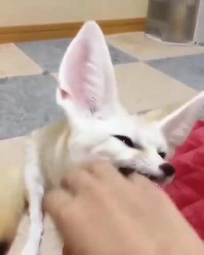 I bite you, hooman!
