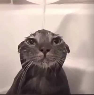 Cat 👍🏼
