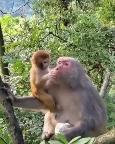 🔥 Baby monkey stopped by parent from misbehaving and responds with affection.