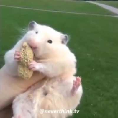 Rat