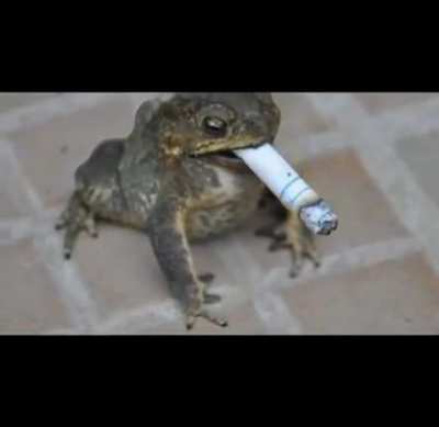 Smokin animals