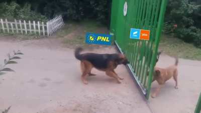 Rodditori bine informati aparandu-si cu ferocitate punctul de vedere