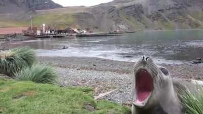 Whatever sound you thought a seal made, you're wrong