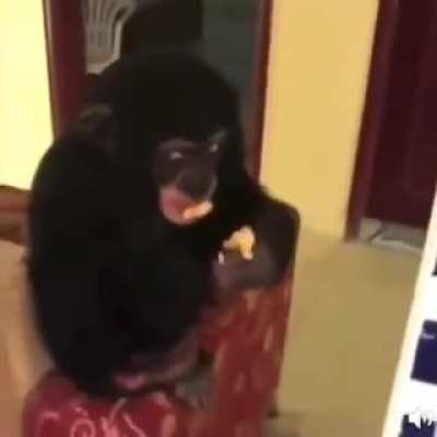 Monke 💀