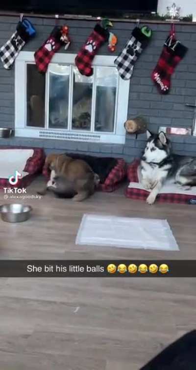 Poor Doggo