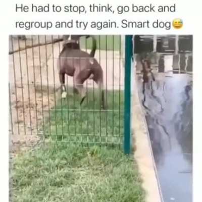 A very smart dog