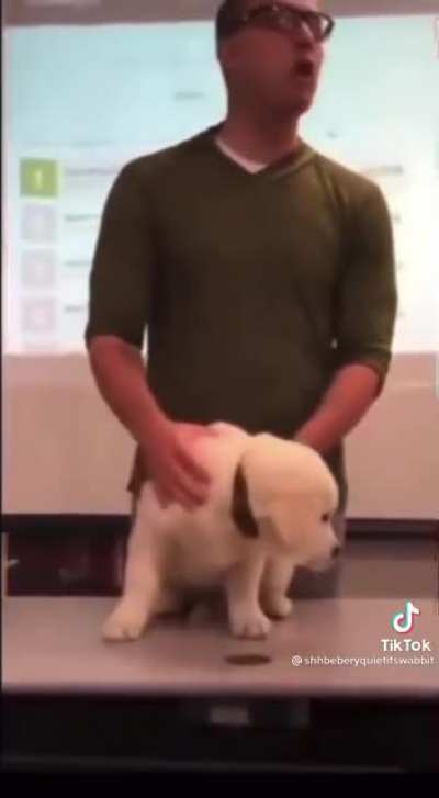 kill da dog