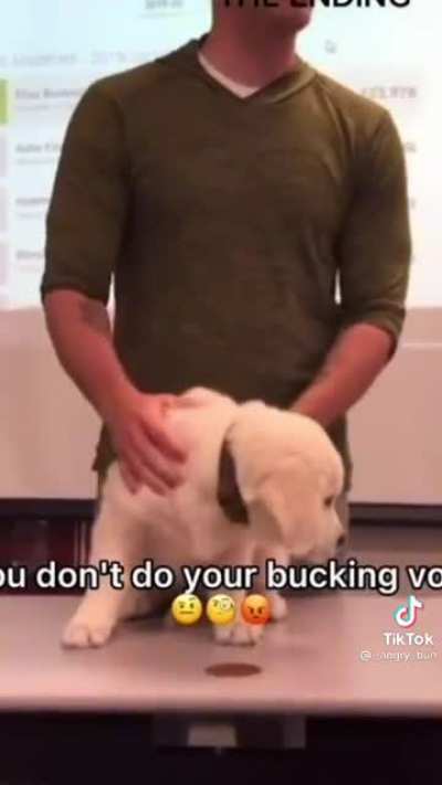 Buck the dog