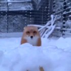 The quick brown fox jumps right in your face