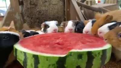 Plenty for everyone