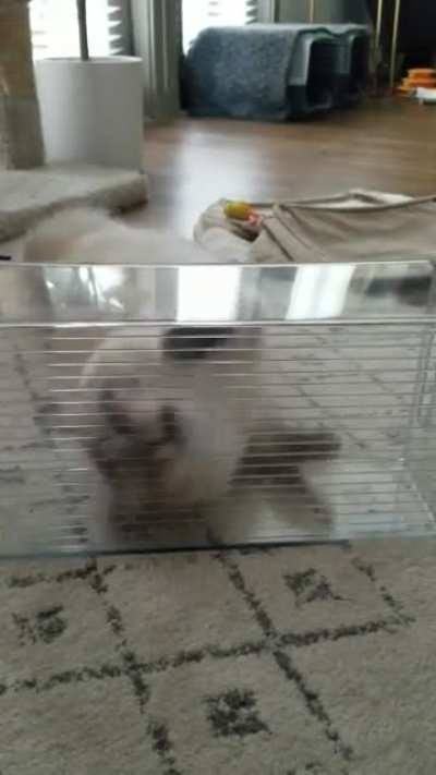 Must. Attack.