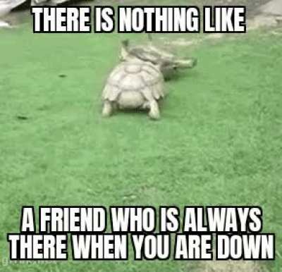 Friends for life