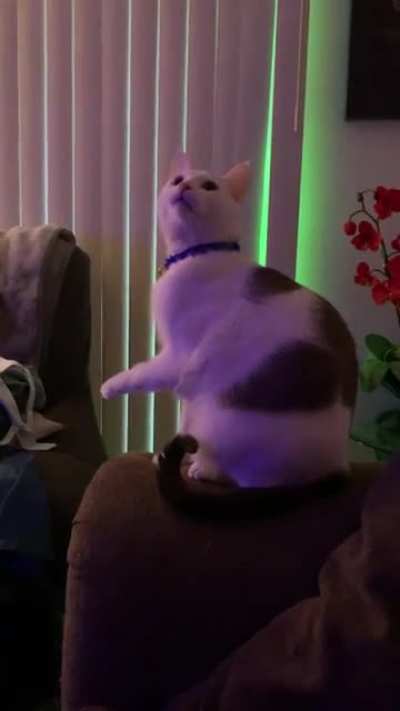 My cat loves Jesus