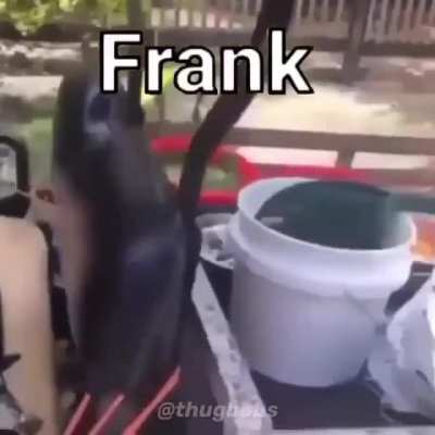 Frank 😎