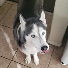 Ice is cheaper than treats.