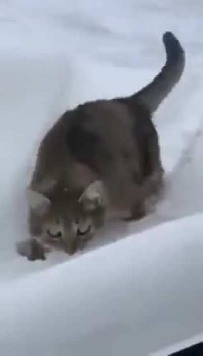 Кот-таник