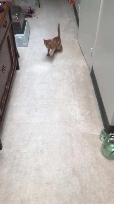 Here comes Noodles!