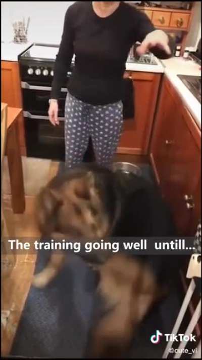 Doggy tricks